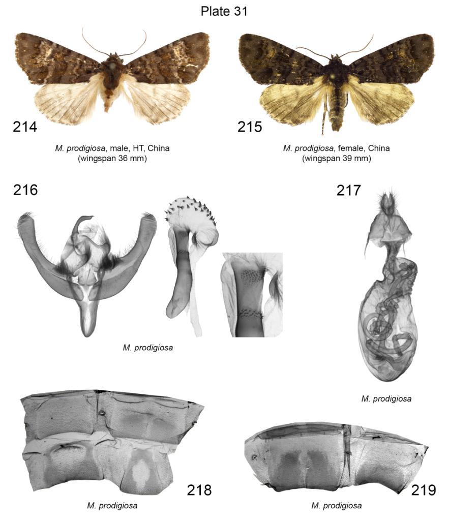 Plate 31. Adults, male and female genitalia, male 7 th, 8 th and female 7 th abdominal segments of Miracopa prodigiosa. 214. M. prodigiosa, male, HT, slide No.: Hö.144 (coll. and photo ZFMK); 215. M. prodigiosa, female, slide No.