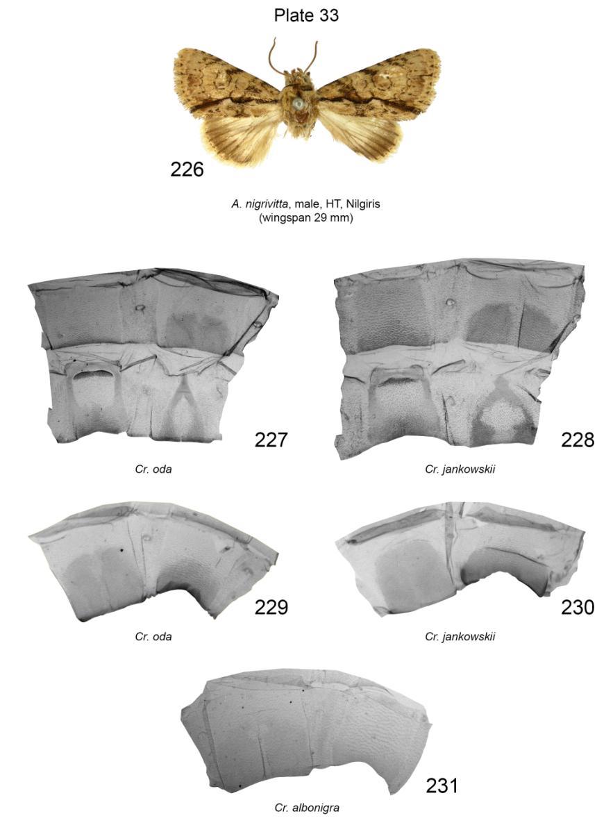 Plate 33. Adult of Acronicta nigrivitta and male and female last abdominal segments of Cranionycta spp. 226. A. nigrivitta, male, HT, slide No.: 1946./381 (coll. and photo BMNH); 227. Cr. oda, male, Russia, Primorsky Krai, slide No.