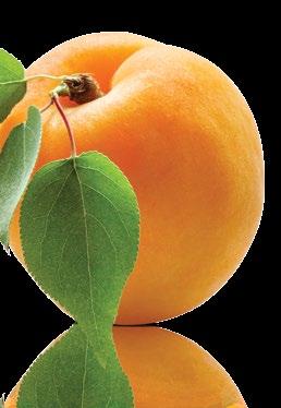 /60 ml Ingredient Benefits: Apricot kernel oil softens and hydrates to help protect the skin Vitamin E works as an