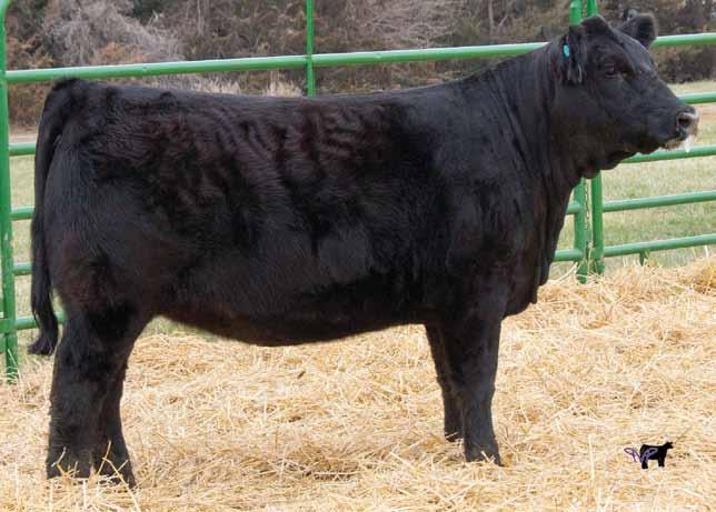 She goes back to the great Belle cow of Chris Beutler and is sired by the hottest bull of last year, who is now deceased, Turning Point.