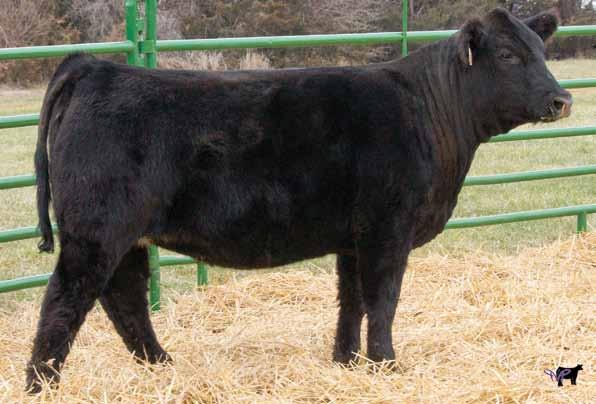 As you flip through the catalog, you will come to find that all of these Mr. Confidence calves acquire a similar phenotype. Long bodied, great depth, and excellent structure, and this girl has it all.