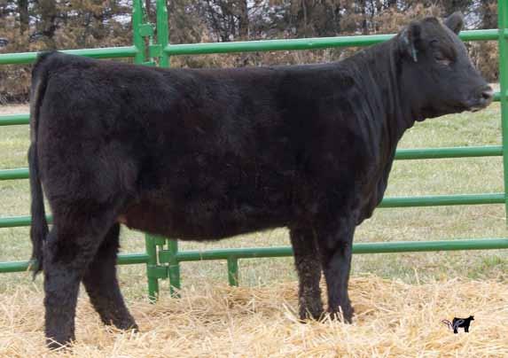 C23 has been a standout since birth! She has a great hip, great depth of body, great front third, and walks like a cat. This heifer should be very competitive in any half blood class.