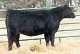 The Aberdeen line is very docile and produce calving ease progeny with good frame and carcass quality. She is halter broke.