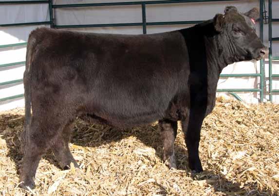 A good capacity female that will make an excellent brood cow. Her dam is an embryo cow from TC Ranch and is a Pathfinder.