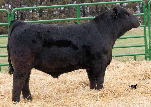 an absolute stand out since birth. Just look at his overall power and depth of body. This bull will not disappoint. M 1.9 57 75 13 19 47 23.6 16.7 -.34.07 -.052.