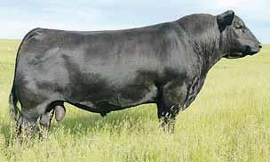 : 69 SVF Steel Force S701 GCC 591 Flying B Cut Above Zeis Miss Reward H This bull is brought to you by TLT Cattle, Travis and Lindsay Truksa.