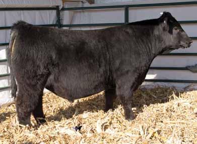 0 $B +95.91 This embryo bull displays volume, thickness and sound structure.