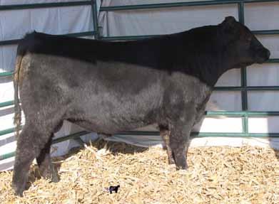 1 This is a full brother to our high selling bull last year at $9,000. He has exceptional calving ease numbers with good growth numbers. Very high capacity and thickness.