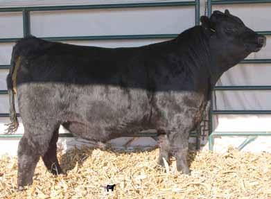 15 Dam is a Pathfinder female with an excellent pedigree from TC Ranch. He should work on heifers.