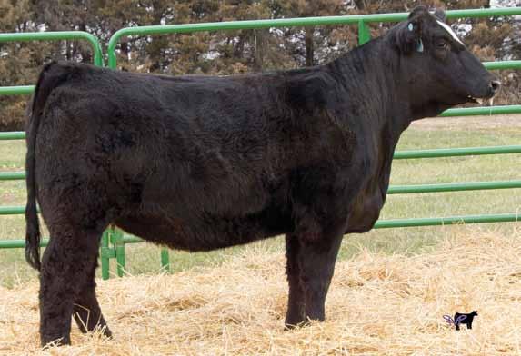 Tootsie 706T CNS Dream On L16 ETR Shilohs Doll P13 Solid black, moderate framed female. Gonsior Ruby-Maker Z13, Dam M AI Sire: S D S Graduate 006X on 4-30-15 Est. PM EPDs: 15-3.4 63 3 12 23 55 12.