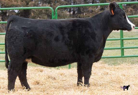 55 Carcass: 25.45 -.47.12 -.09.93 119 6 Pasture Sire: Mr. MLH Highway Man 550B from 5-15 to 6-20-15 70 Solid black female. Ruth Ms. B402 Homo. Black Homo.