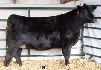 : 457 S A F Focus of E R Mytty Countess 906 Heywood Ms. Handy X226 Sand Ranch Hand Heywood Ms. Dreamer U126 Maternal side stacked.