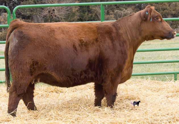 She comes from a great cow family and has an all around great pedigree. If she were more Simmental influenced, she wouldn t be leaving the farm.