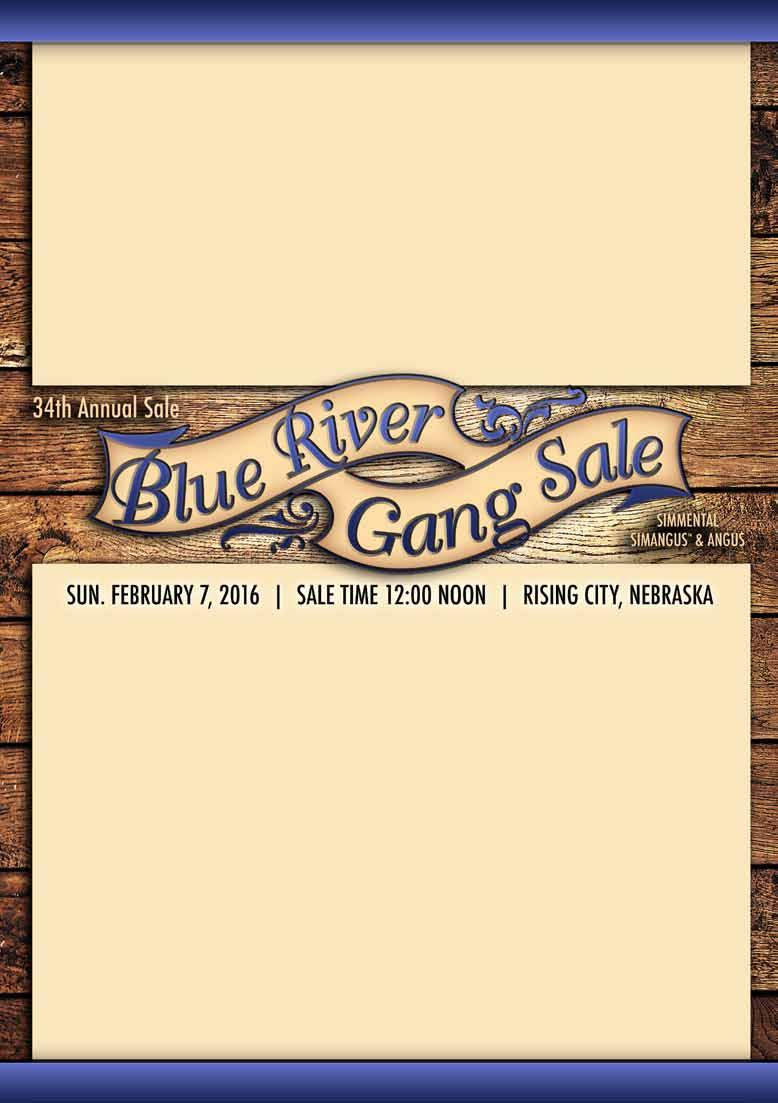 34th Annual Blue River Gang Sale - Rising City, Nebraska Sale Schedule Saturday, February 6th: Cattle on display 12:00 Noon-5:00 pm Sunday, February 7th: 34th Annual Blue River Gang Production Sale