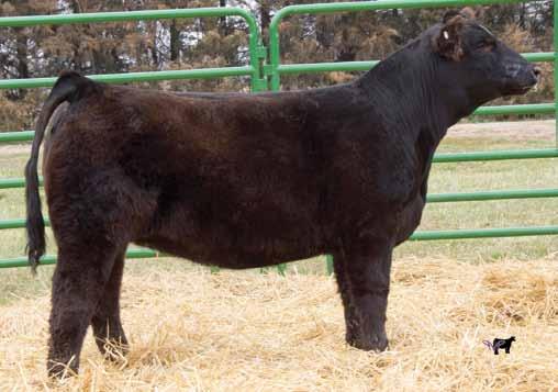She also has two bulls and a bred heifer in the sale this year as lots 45, 45A & 6 which show her versatility and capability of producing high performing, attractive, and sound offspring.