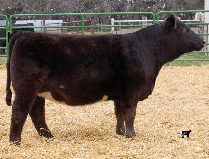 This one is going to make a great cow for somebody with several breeding options. Halter broke! M 1. 59 5 4 20 49 19.0 23.0 -.32.21 -.039.