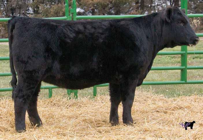 This cow has produced high selling bulls for us year after year. At 13 years old, she still possesses a perfect udder.