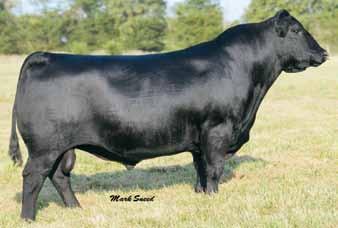 Last year, the dam of this heifer had one of our top selling opens on the sale, and man did she ever deliver again! If you look at her picture, it s hard to poke any holes in this one.