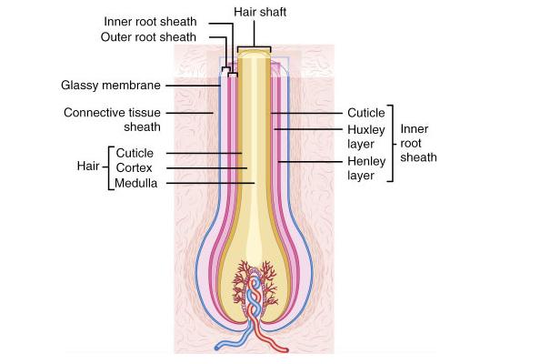 Fig 1: Hair follicle structure (according to Medical!Dictionary!2011) 3. The hair cycle 3.1. The hair cycle and hair follicle stem cells The hair follicle undergoes cycles of degeneration and regeneration throughout life due to stem cells involvement.