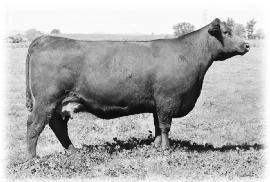 9 EPD then a ratio of 128, ranking in the top 11%. His sire, McPhee New Revelation 4360, is one of ours and our customers favorite herd sire for many years.