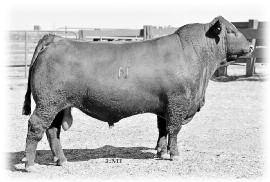 He was the high selling bull from our 2014 sale for $25,000 selling into stud at Alta Genetics.
