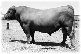 8 EPD, and a 112 EPD ranking in the breeds top 20%. With over 200 calves on the ground, he offers the complete package.