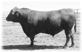 He ranks in the top 7% for Marb EPD. Crown Royal is wide backed and loaded with muscle and length.