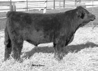 19 API 89 TI 8 SRS J91 Preferred Beef Reynoldson Legend P0 LRS Preferred Stock 0C SRS G Glimmer Nichols Legacy G11 Reynoldson Cover Girl L S is a solid black bull with good ; and he is living proof