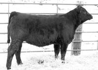 : 9 Harts Black Casino B08 PVF-BF Mabelle C11 SAC Black Patent SAC Twister This ET F daughter is being offered only because we have kept so many in the herd.