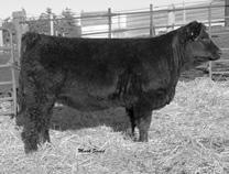 Besides her good looks, S1 was also one of our higher ratioing heifers in both and.