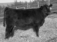 : Kappes Duramax L1 Nichols Legacy G11 Kappes Strike J19 AKF Miss P PVF-BF BF Black Joker SAC Miss Patent F S is a / sister to the R bred female we sold in the 00 National Western The One Simmental