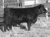 She is a nice, clean fronted heifer. 8. M - REN KEEP LOOKING S ASA #8 Black Dbl Pld PB Tattoo: S BD: --0 : 88 Adj.