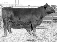 This cow has a great udder and is hard to fault. Pasture Sire: HC REN Black Jack M ASA #180 