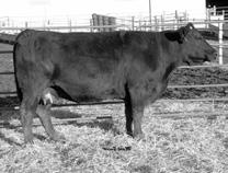 cows such as J90. She works great as a recip or her natural calf will be a keeper. Her heifer calf this year weaned off at 810 lbs. with no creep. A.I. Sire: CNS Dream On L18 Date: -11-0 Proj. : 11 1.