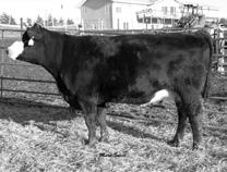 Sells with a black blaze face bull calf at side sired by CNS Dream On L18 born -1-0. : 9 lbs. Proj. : 11 0. -..00.1.01.0 88.1 M - 9 CW -. YG.01 Marb.09 REA -.
