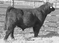 1 SRS J91 Preferred Beef LRS Preferred Stock 0C SRS G Glimmer REN Emergence J911 Harts Black Reward D Reynoldson Blk Lace F1 S1 is a good, deep sided bull that should produce some excellent