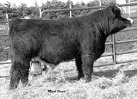 CNS Dream On L18 Nichols Legacy G11 CNS Sheza Dream K10W WCS REN Ms Just Right 0M BS Mr Corrector 9111J BS Miss 00U PH This ET bull is very impressive. S weaned off at 80 lbs.