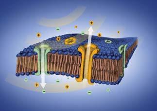 Scientific research carried out in the field of cell biochemistry has demonstrated that the use of radiofrequency affects ion flow through cell membranes and electric potential.