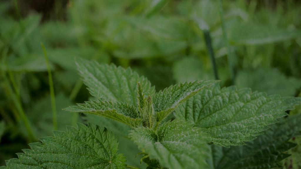 Puffy Eyes & Dark Circles Stinging Nettle (Urtica dioica) is a plant that is a potent diuretic. It also reduces factors of inflammation, promotes healing and helps in multisystem purification.