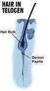 Stages of hair growth (cont d) Telogen Stage Resting stage Final stage of hair growth