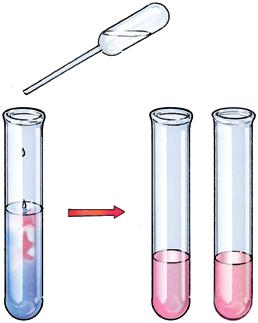 First blue, then red 5 x LITMUS SOLUTION Acids and Bases 9 EXPERIMENT 8 test tubes measuring spoon stopper pipette litmus solution sodium carbonate tartaric acid cup of white vinegar cup of water /
