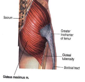 Bisection path of gluteus maximus The dissector chosen for this prosection project will describe specifically where to begin prosection of each body region, how to