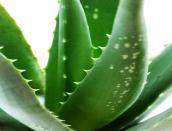Aloe Vera (Aloe Barbadensis Miller) may be grown in your garden or home, and that is what we do here at Naturality. We extract the pulp from the leaves and put it in our formulations.