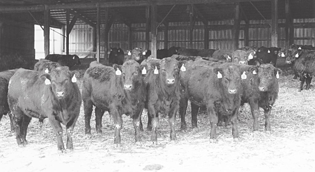 19th Annual Iowa Angus Association Performance Tested Bull