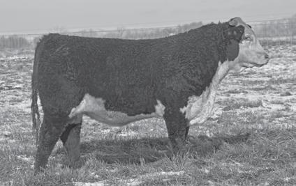 63 /S HOMETOWN 55730 ET {DLF,HYF,IEF} Scurred Calved: 10/22/15 Reg#: 43667532 Tattoo: 55730 FALL HEREFORDS 67 /S ON TARGET 55582 {DLF,HYF,IEF} Scurred Calved: 9/9/15 Reg#: 43667586 Tattoo: 55582