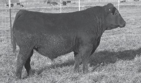SPRING BLACK ANGUS 273 SHAW SUBSTANTIAL 66066 18572354 Calved: 1/16/2016 Tattoo: 66066 Benfield Substance 8506 [AMF-CAF-D2F-DDF-M1F-NHF-OHF-OSF] Mohnen Substantial 272