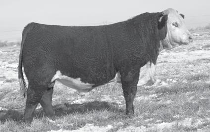 FALL HEREFORDS 1 LOT 1 /S HOMETOWN 55498 ET {DLF,HYF,IEF} Horned Calved: 8/30/15 Reg#: 43667671 Tattoo: 55498 3 LOT 3 /S HOMETOWN 55510 ET {DLF,HYF,IEF} Horned Calved: 8/31/15 Reg#: 43667558 Tattoo: