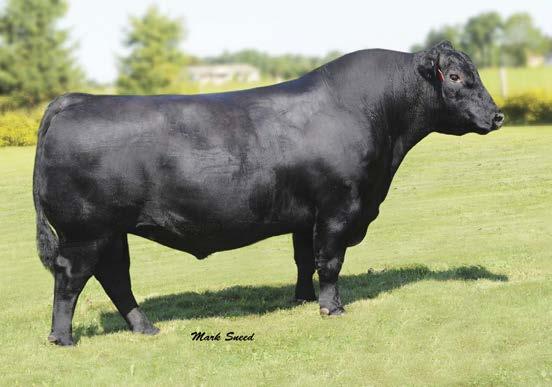 Reference Sire Connealy Right Answer 746 CALVED: 1/13/07 TATTOO: 746 REG.