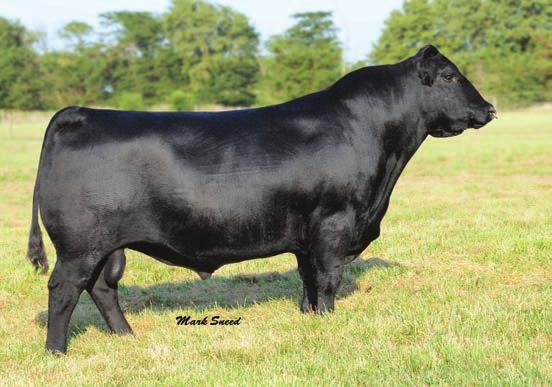 Final Product Sons 61 AD RA 3078 CALVED: 10/24/13 3/4 AN 1/4 SM TATTOO: 3078 #Connealy Right Answer 746 Happy Dell of Conanga 262 RC Club King 040R AD 2005 CK G&G Leg 839 N/A N/A N/A N/A 72 1000 1400