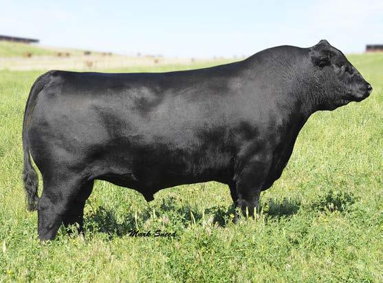 Sons Reference Sire CALVED: 1/15/09 TATTOO: 9122 REG.